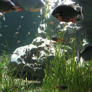 Salmler Becken Und Piranhas