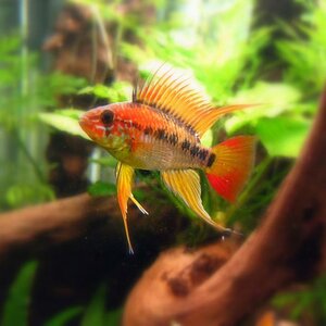 apistogramma macmasteri