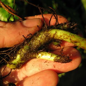 Microsorum pteropus, Rhizom, Alter Bot. Garten Göttingen