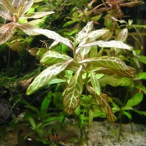 Hygrophila Polyserma - 001