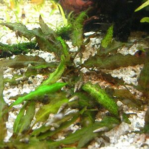 Cryptocoryne Wendtii - 001