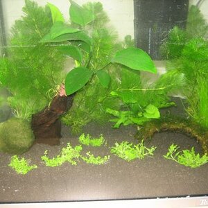 Garnelenaquarium