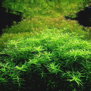 Rotala sp. 'green' & R. sp. 'nanjenshan'