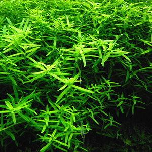 Rotala sp. 'green'