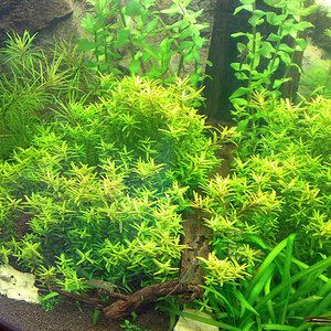 Vision rotala rot 05 2009