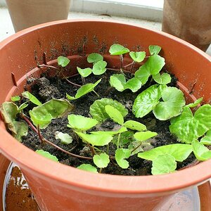 Hydrocotyle Topf