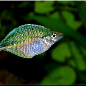 Regenbogenfisch blue