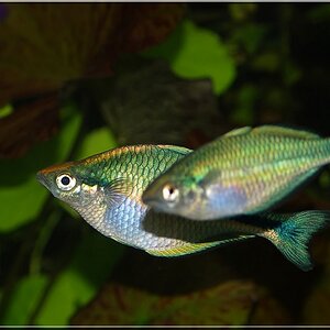 Regenbogenfisch blue gross