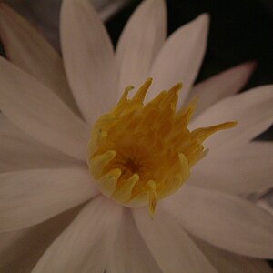 Lotusblüte 2.