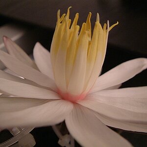 Lotusblüte 1.