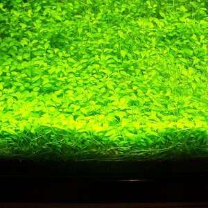 Glosso
