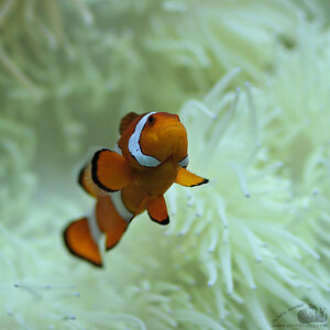 Nemo :-)