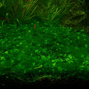 P1070972 resize