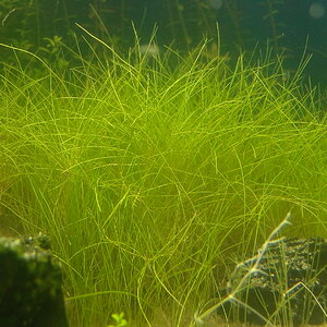 Eleocharis parvula