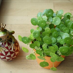 Hydrocotyle verticillata