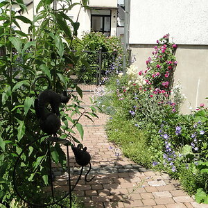 aus dem Garten zum Vorgarten