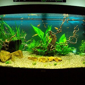 Livinroomtank 20-06-2010 1