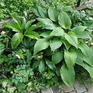 Helleborus&Hosta I