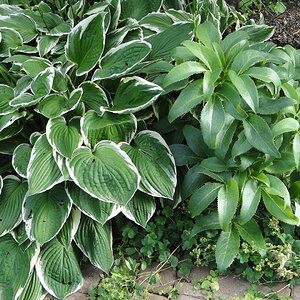 Hosta und Helleborus II