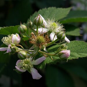 brombeere