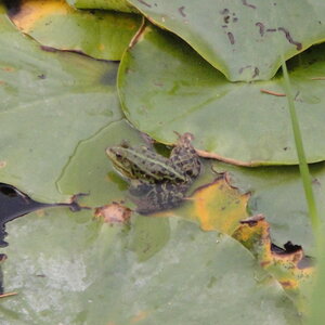 Einer der vielen Frösche aus unserem Teich