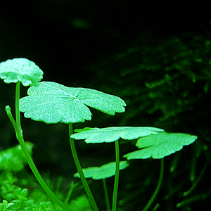 hydrocotyle sibthorpioides