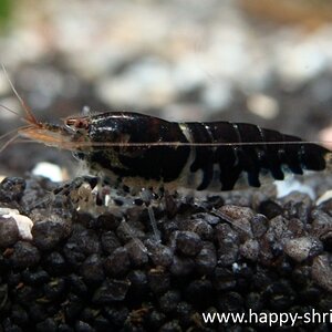 Black Tiger Bild1