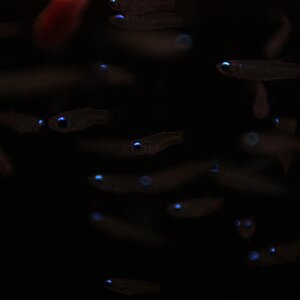 aplocheilichthys normani 02
