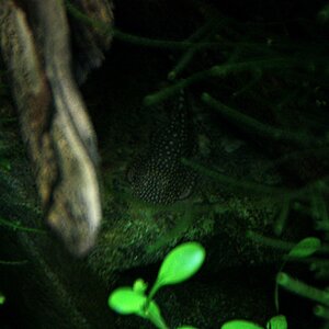 Gastromyzon ctenocephalus 03