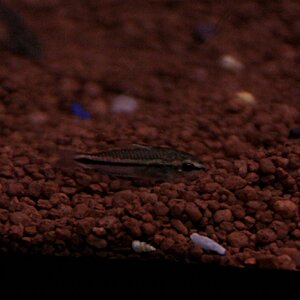 Corydoras pygmaeus 01