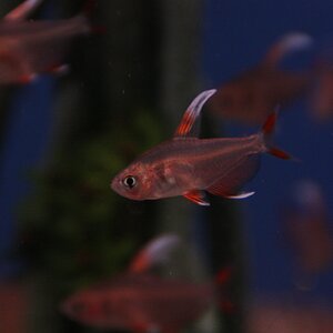 Hyphessobrycon ornatus “White Fin” 01.jpg