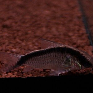 Corydoras arcuatus 02