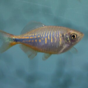 Danio aequipinnatus 02