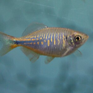 Danio aequipinnatus 02