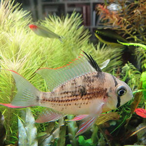 Mikrogeophagus altispinosus1