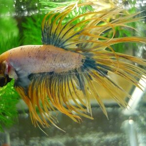 Crowntail Kampffisch