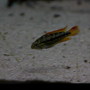 apistogramma cacatuoides double red 03