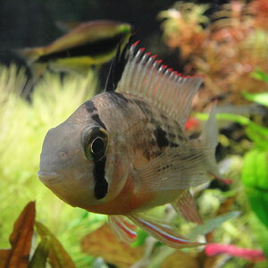 Mikrogeophagus altispinosus3