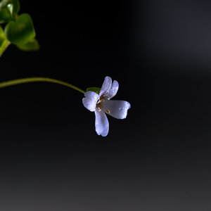 Bacopa australis 001