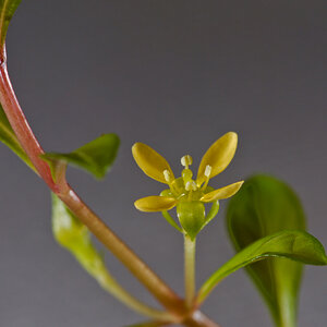 Ludwigia arcuata 001