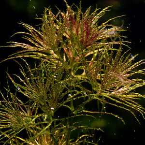 Najas sp from roraima 001