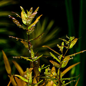 Rotala macrandra green 001