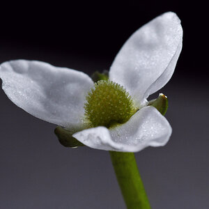 Helathium bolivianum angustifolia 001