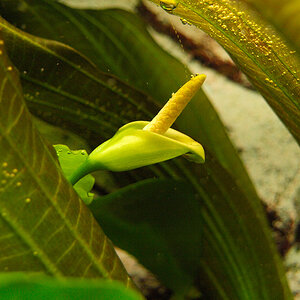 Anubias Barteri Nana Blühte (Submers)