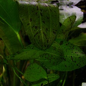 echinodorus ozelot grün 01.