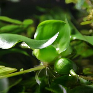 Eichhornia crassipes 03