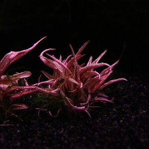 Cryptocoryne spec. 'Flamingo' 02