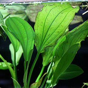 Echinodorus jaguar 02