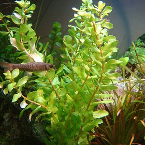 Rotala cf. macrandra Wavy Leave noch emers