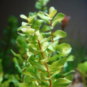 Rotala cf. macrandra Wavy Leave noch emers